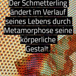 Noch Plätze frei! Filmprojekt "Queere Insekten"